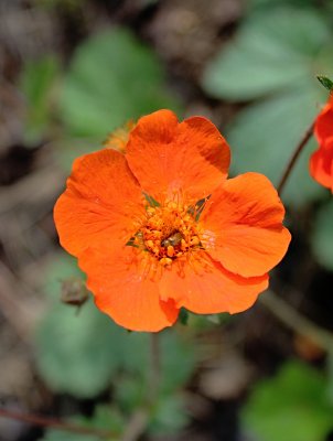 Geum coccineum - kuklík šarlatový - květ - detail
